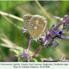 polyommatus daphnis daghestan female 1